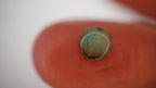 0.7ct Boulder Opal - Green & Pink Play on Pale Green Host Body Tone
