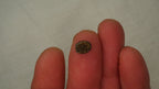 1.6ct Boulder Opal - Bright Green & Yellow Streaky Play