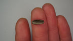 1.8ct Boulder Opal - Green Chaff Pattern on Blue Host Body Tone