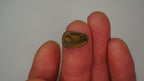 4.0ct Boulder Opal - Blue Host Body Tone with Subtle Internal Play