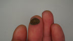 2.6ct Boulder Opal - Bright Green Pinfire on Misty Purple Host Body Tone