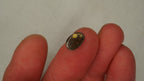 1.4ct Blue Green Boulder Opal